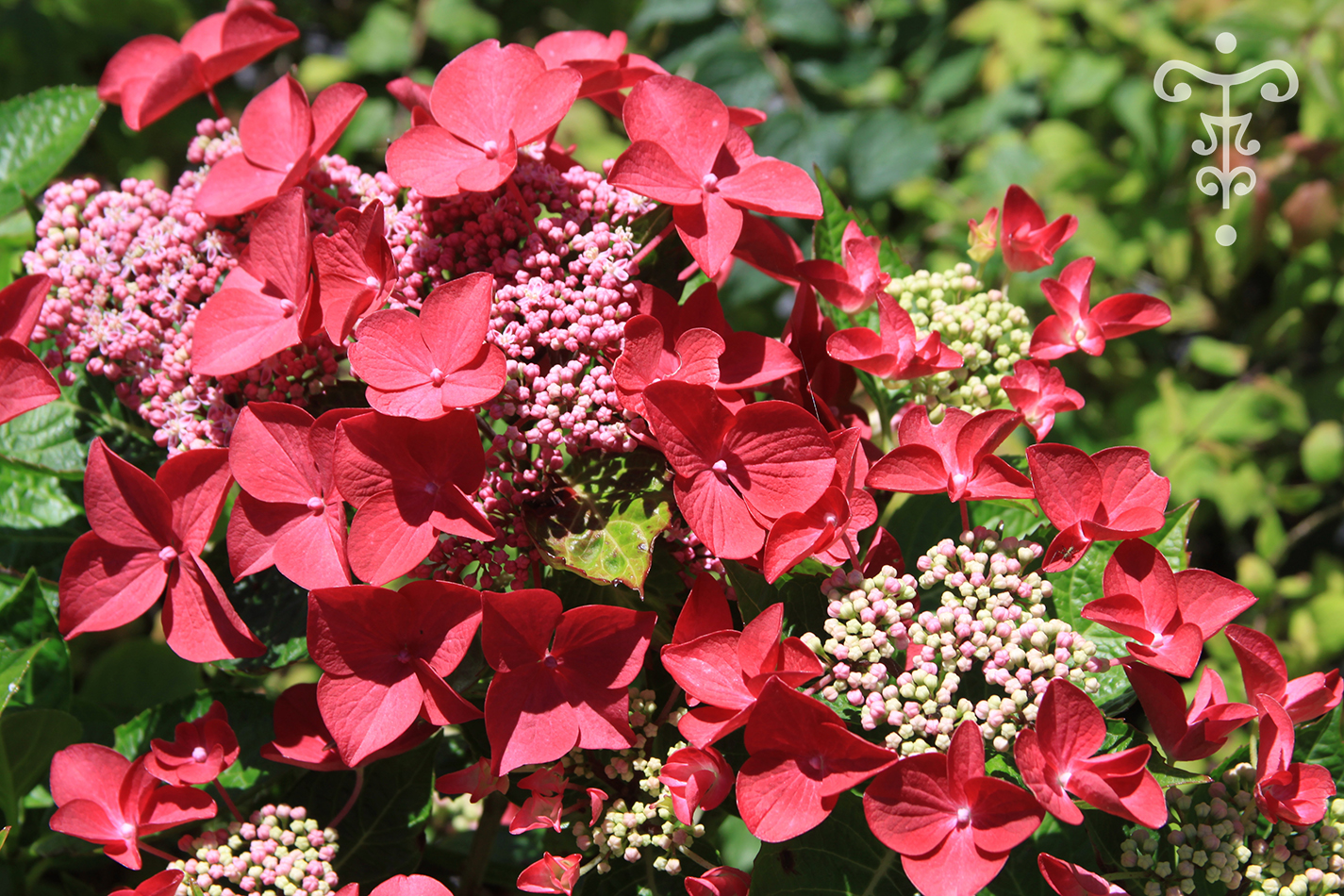 Hydrangea macrophylla 'Rotschwanz'